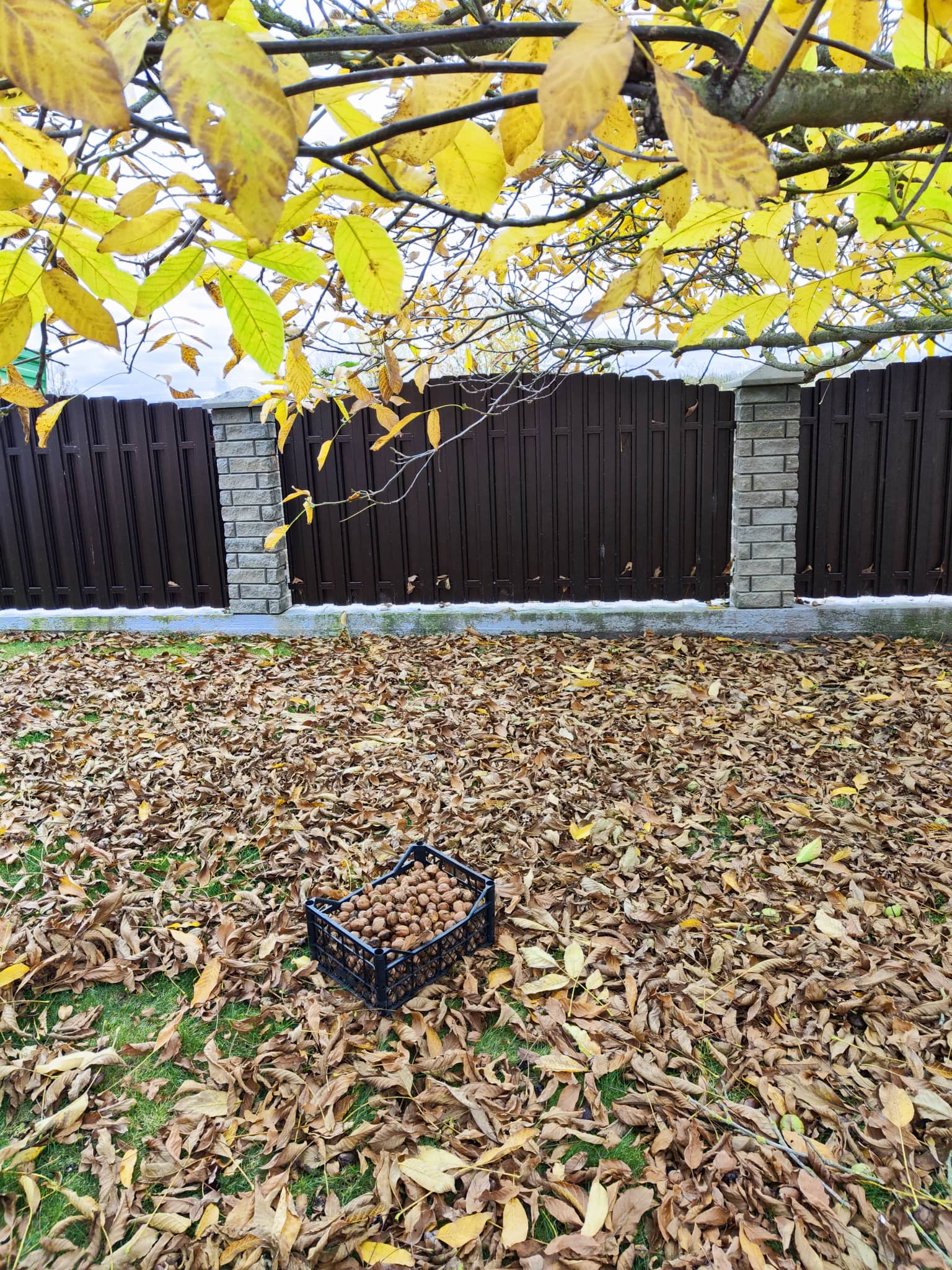 Lietuviški graikiniai riešutai