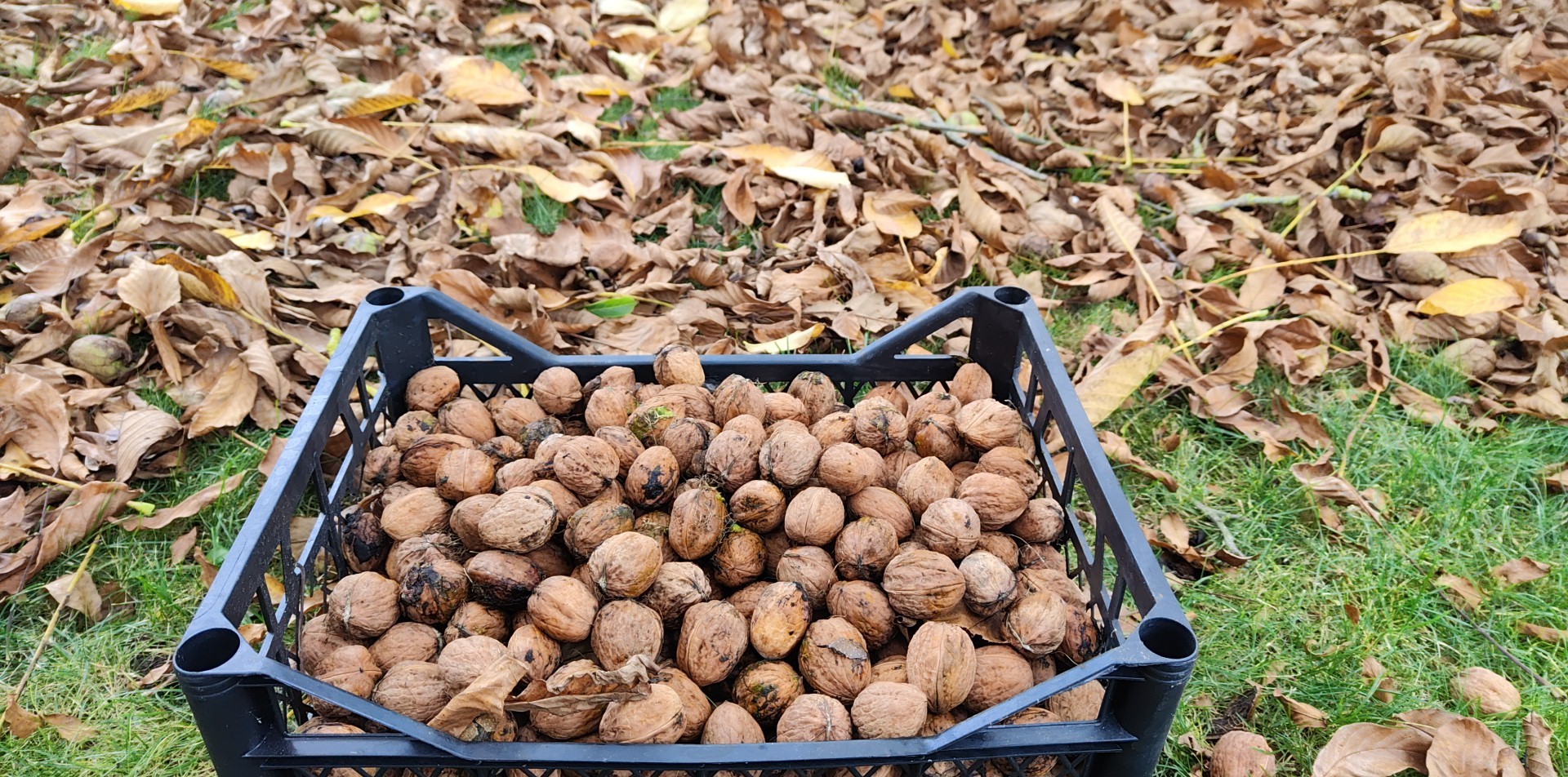 Lietuviški graikiniai riešutai