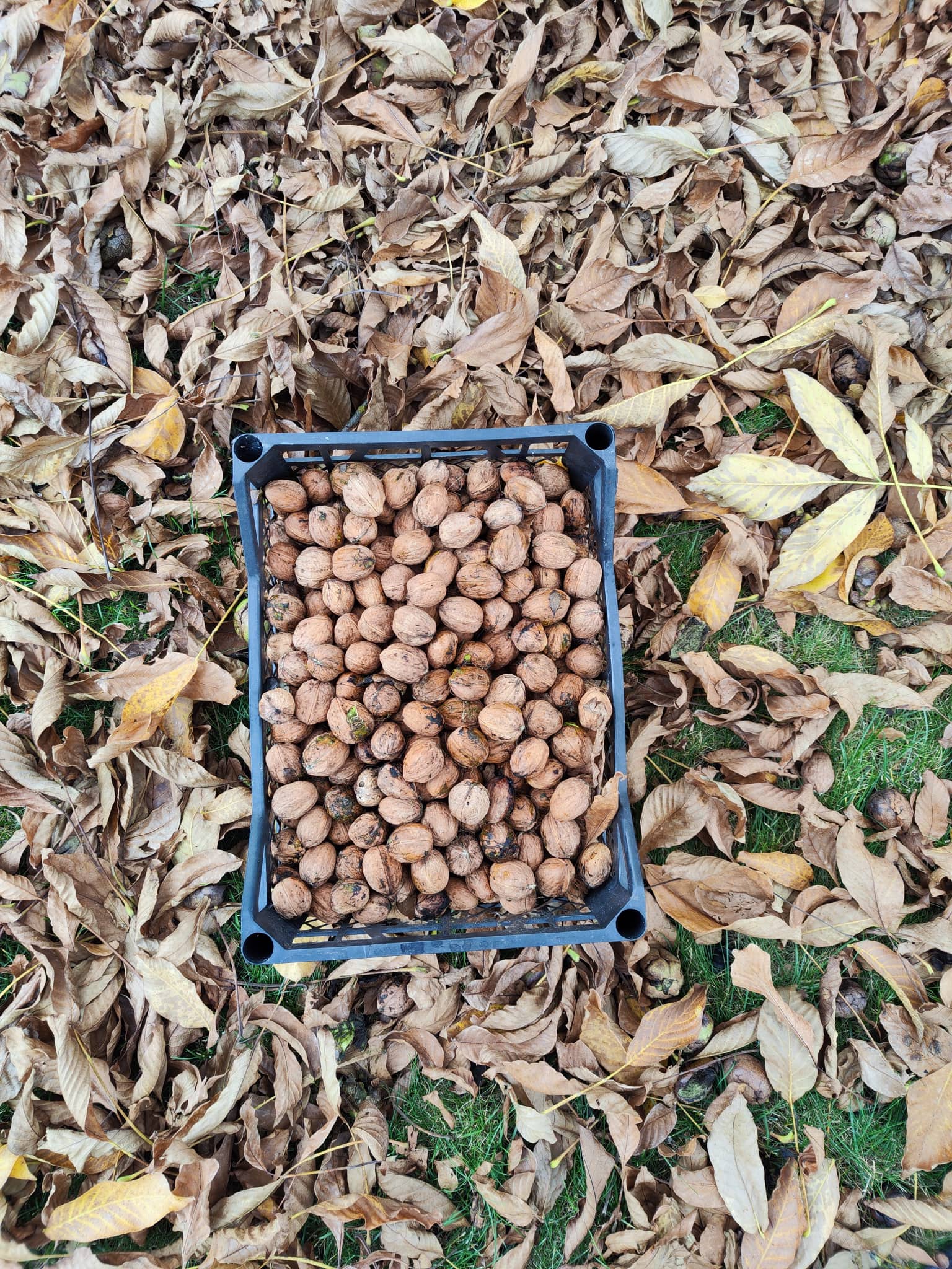 Lietuviški graikiniai riešutai