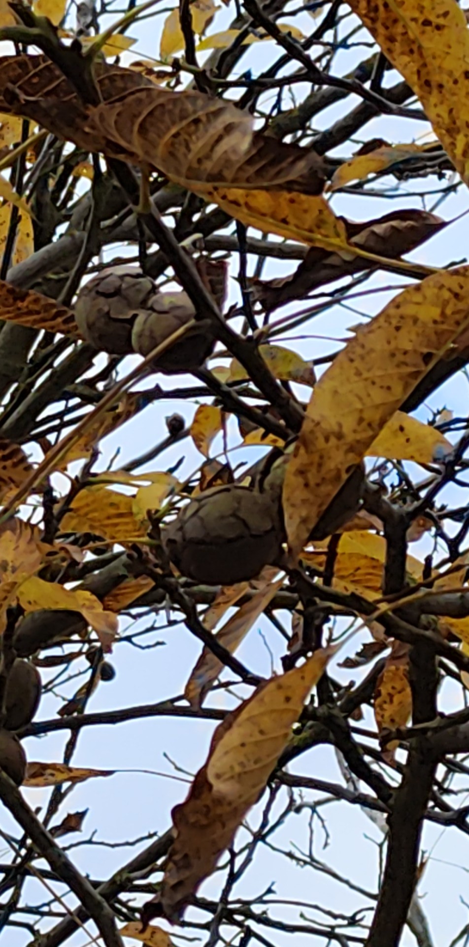 Lietuviški graikiniai riešutai