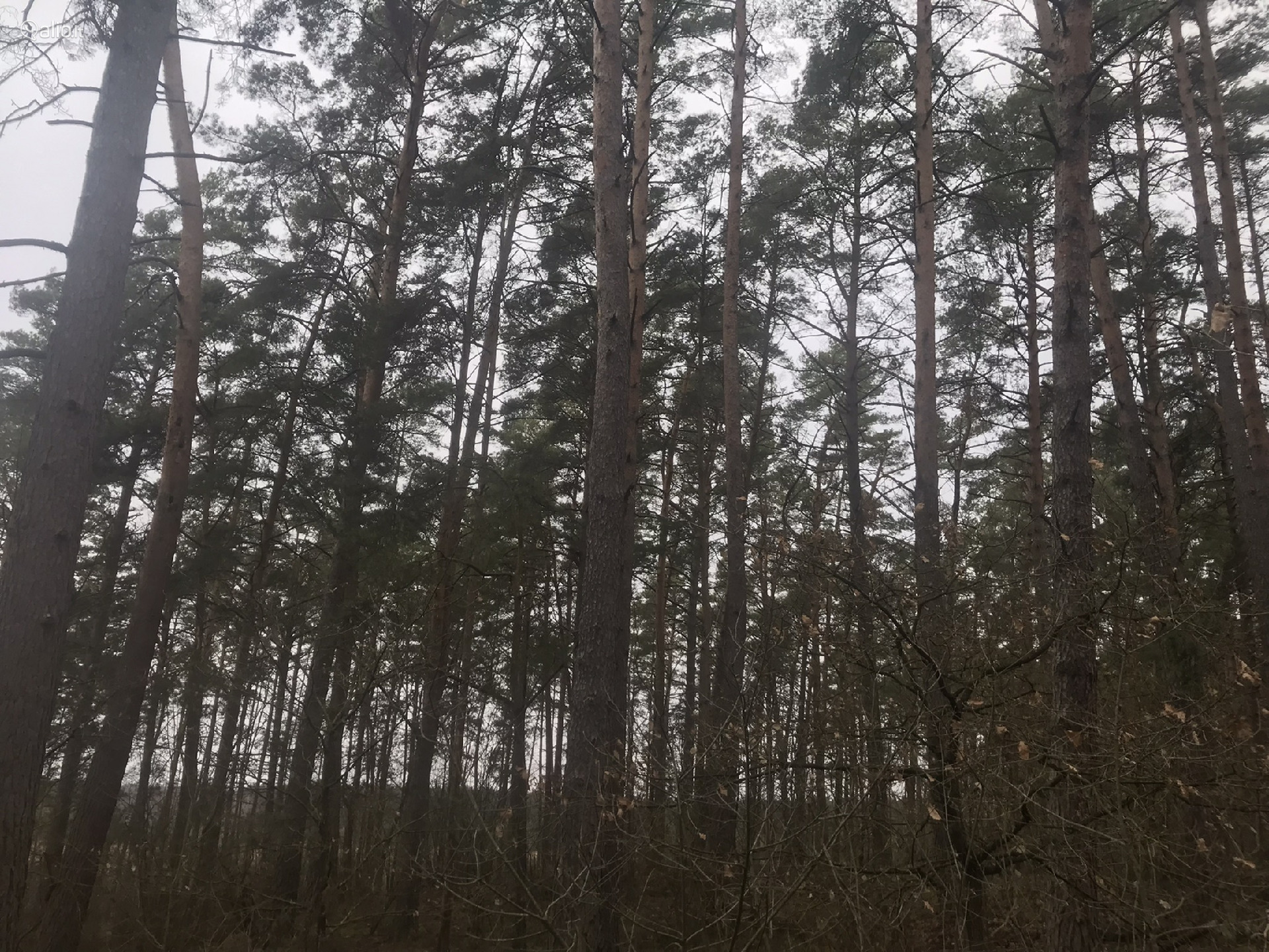 2,4099 HA MIŠKŲ ŪKIO PASKIRTIES ŽEMĖS SKLYPAS