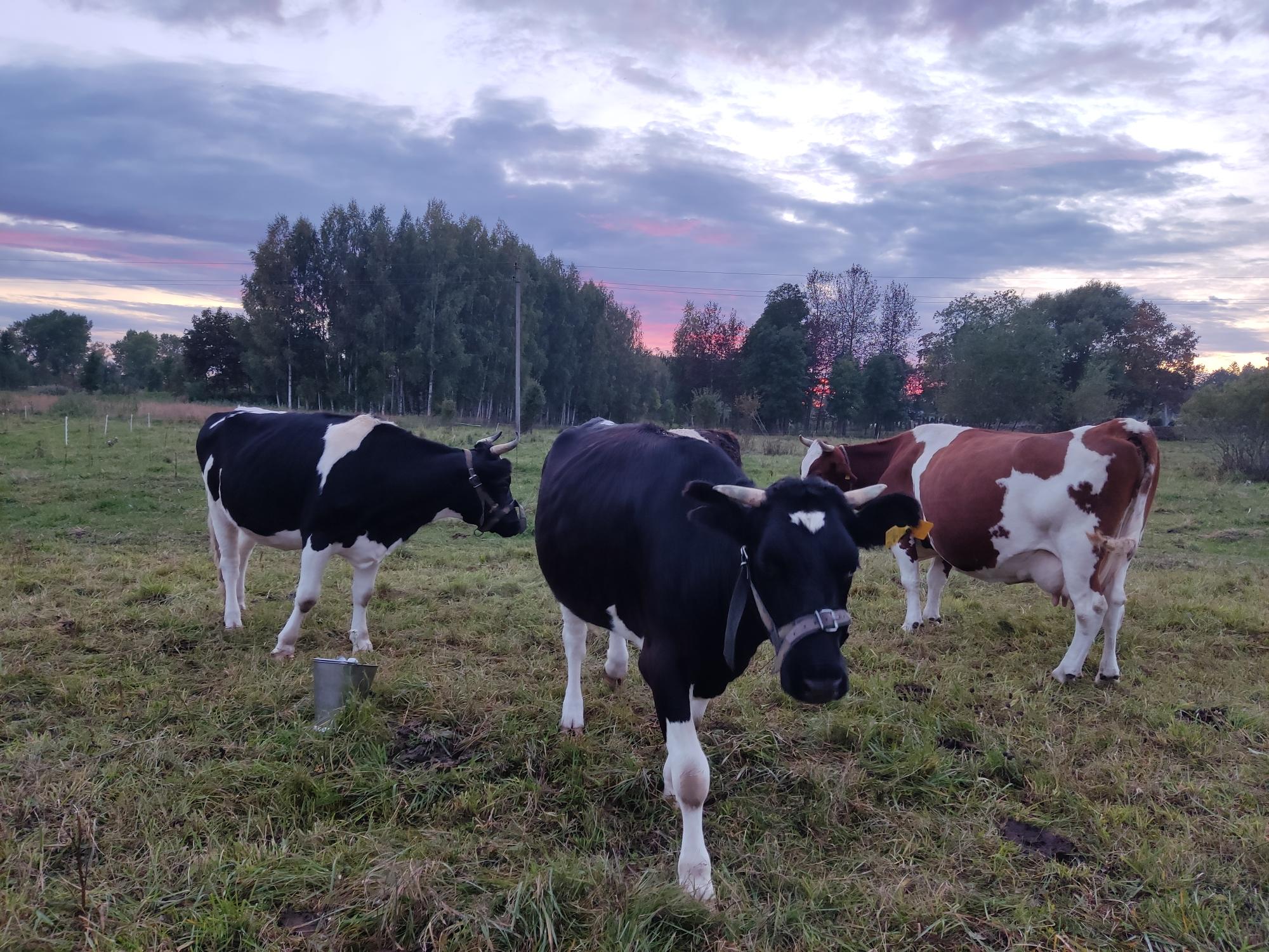 Parduodamos sukergtos pieninės telyčios