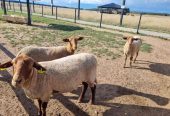 Koburgo lapinės avys