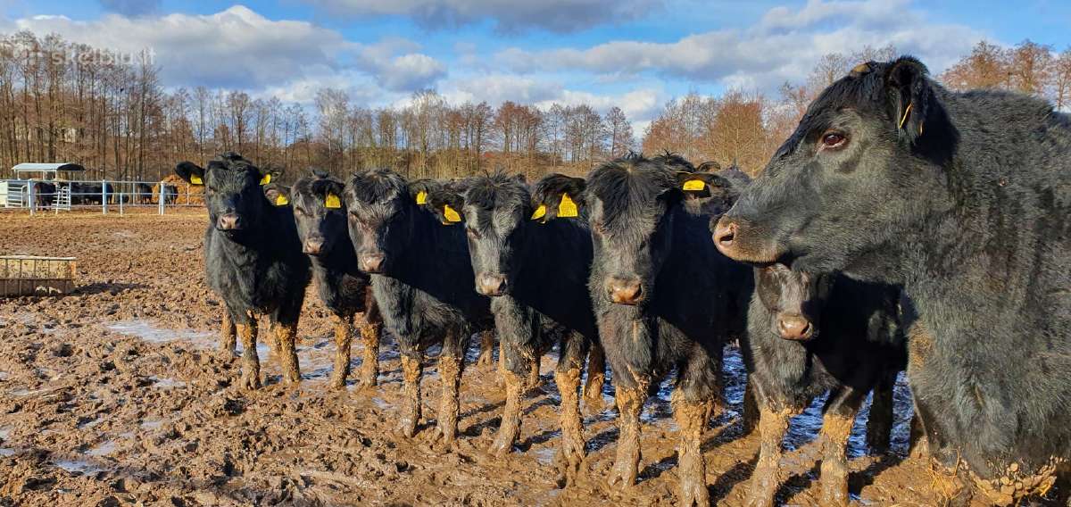 Parduodamos Angus Telyčios