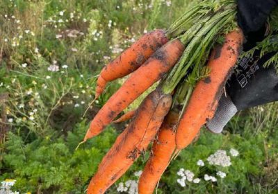 Maistinės ir pašarinės morkos