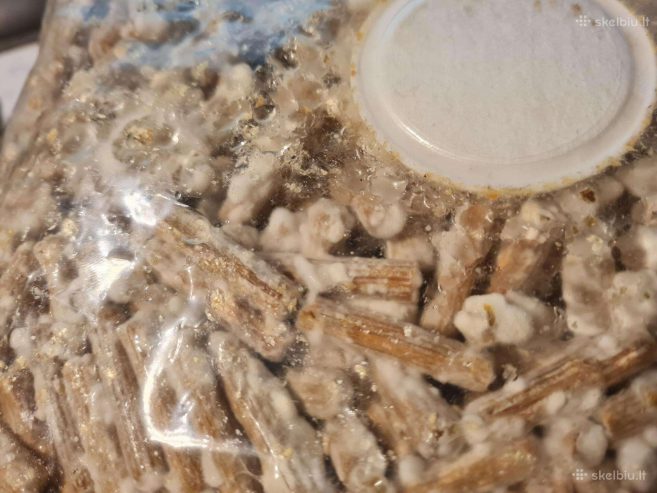 Shiitake bei kitų grybų grybiena kaisčių pjuvenų