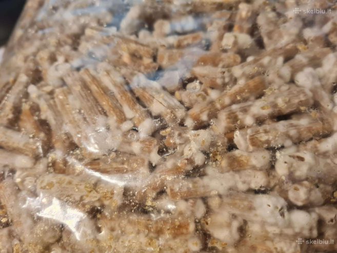 Shiitake bei kitų grybų grybiena kaisčių pjuvenų