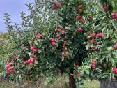 Verslinis obuolių sodas ir “sodyba”.