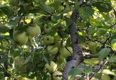 Verslinis obuolių sodas ir “sodyba”.