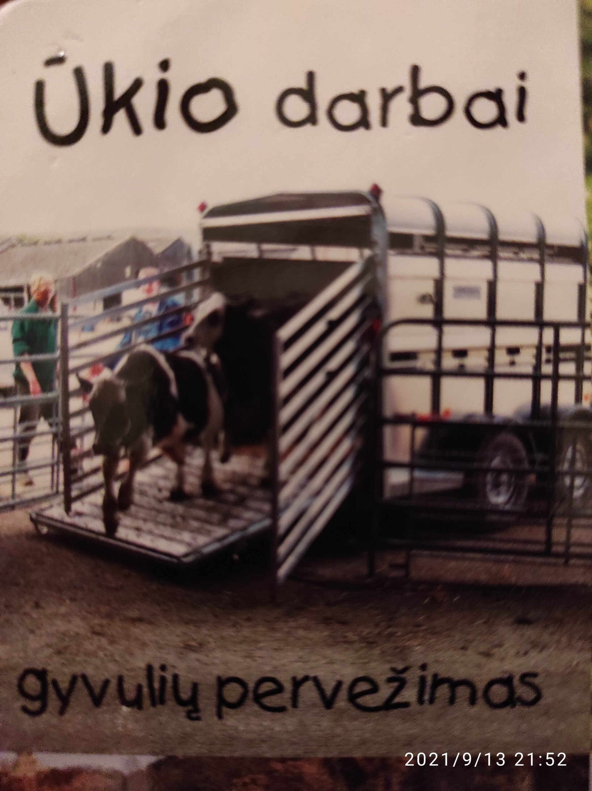Pavienių galvijų pervežimo paslauga visoje Lietuvoje