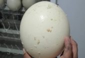 Parduodame sveikus stručių viščiukus, emu, kalakutų, povų kiaušinius ir stručių plunksnas.