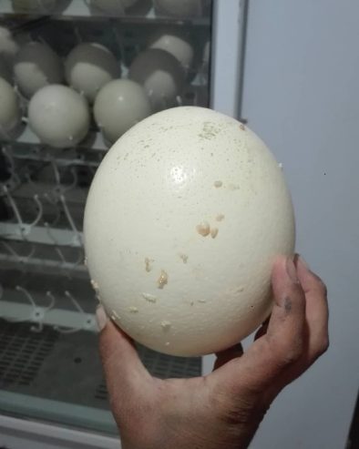 Parduodame sveikus stručių viščiukus, emu, kalakutų, povų kiaušinius ir stručių plunksnas.