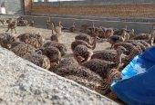 Parduodame sveikus stručių viščiukus, emu, kalakutų, povų kiaušinius ir stručių plunksnas.