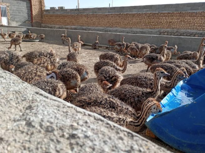 Parduodame sveikus stručių viščiukus, emu, kalakutų, povų kiaušinius ir stručių plunksnas.