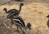 Parduodame sveikus stručių viščiukus, emu, kalakutų, povų kiaušinius ir stručių plunksnas.