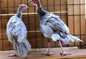 Parduodame sveikus stručių viščiukus, emu, kalakutų, povų kiaušinius ir stručių plunksnas.