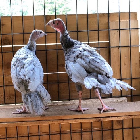 Parduodame sveikus stručių viščiukus, emu, kalakutų, povų kiaušinius ir stručių plunksnas.
