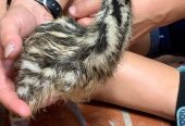 Parduodame sveikus stručių viščiukus, emu, kalakutų, povų kiaušinius ir stručių plunksnas.