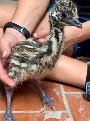Parduodame sveikus stručių viščiukus, emu, kalakutų, povų kiaušinius ir stručių plunksnas.